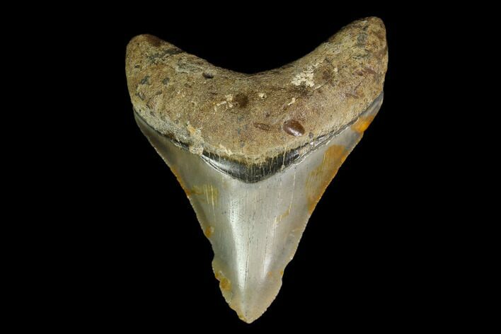Fossil Megalodon Tooth - North Carolina #129952